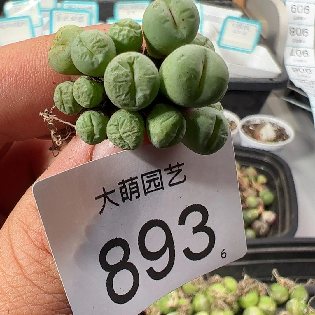 0000893 清盒福利微瑕无售后……