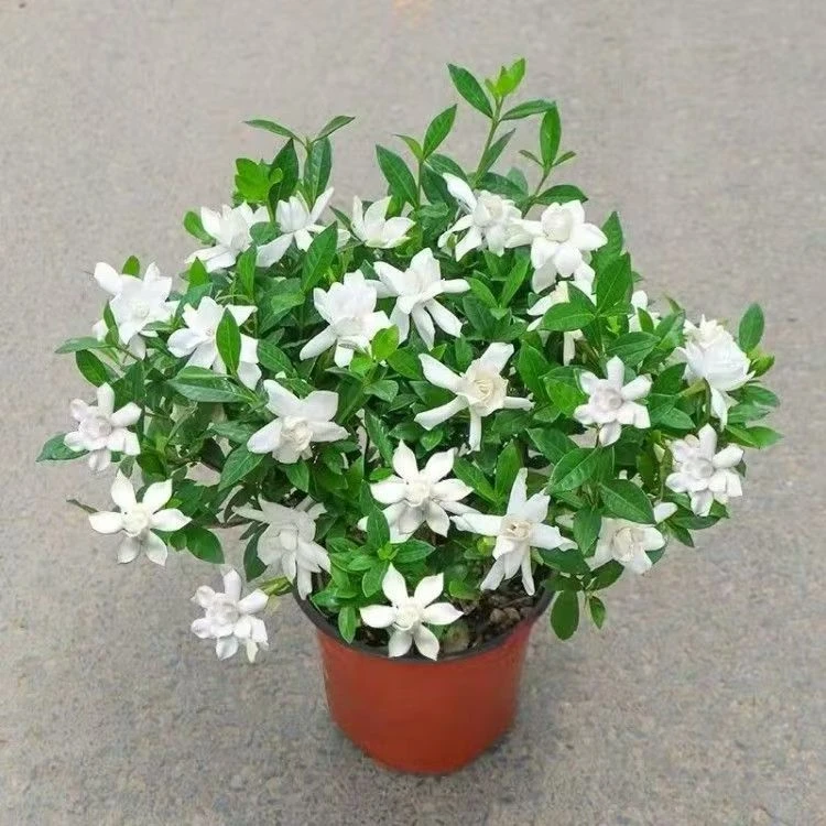 浓香型小叶雀舌栀子花浓香型阳台庭院花卉绿植懒人好养