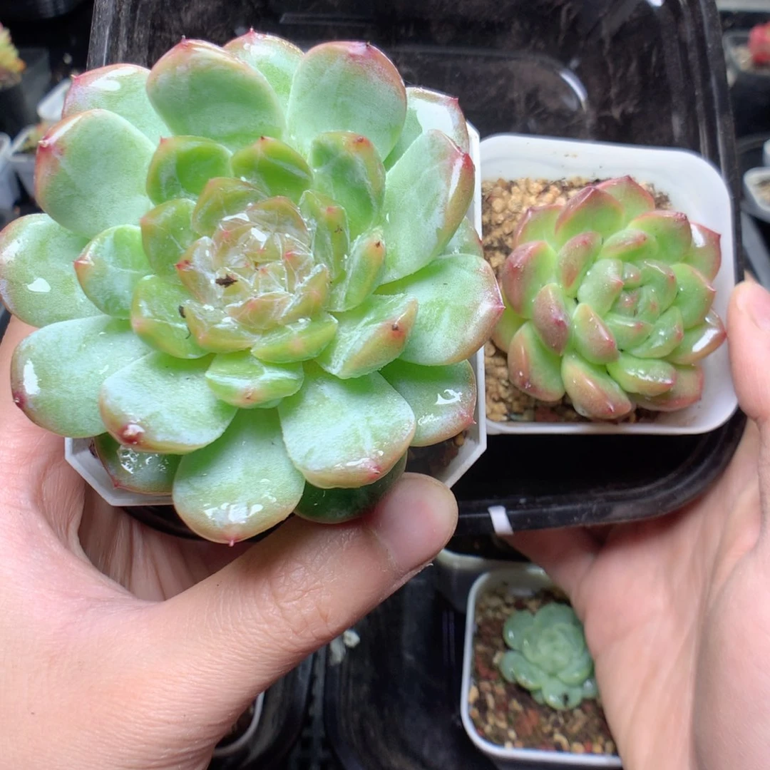 无花朵W115英语英语英语英语英语英语