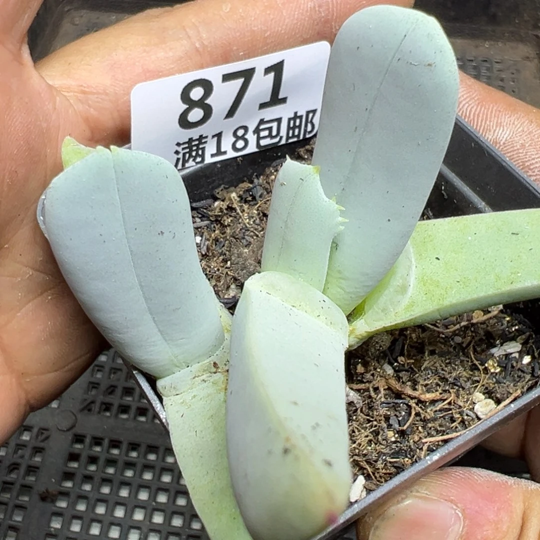 【闪购商品】 871。
