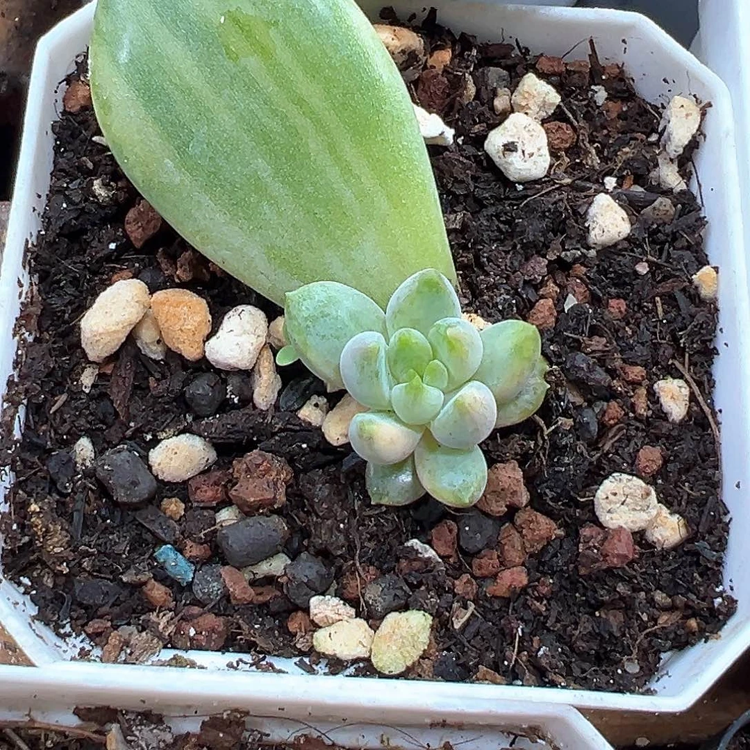 红象牙锦 小方花圃一单包邮非偏远