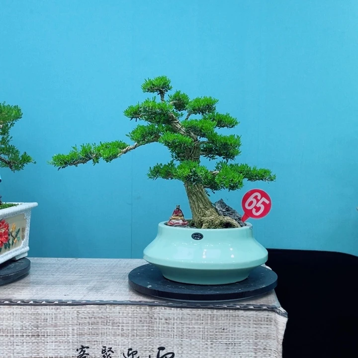 无花朵广东雀舌黄杨盆景