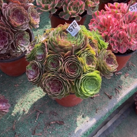 用***8579花月夜手捧多肉