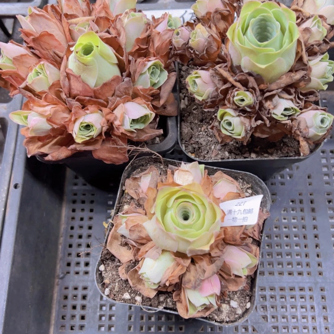 227 侧牙掉了不包损无售后