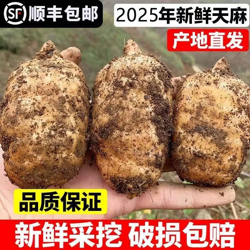 新鲜食用天麻云南昭通彝良小草坝乌天麻炖鸡排骨糖心苹果应季水果