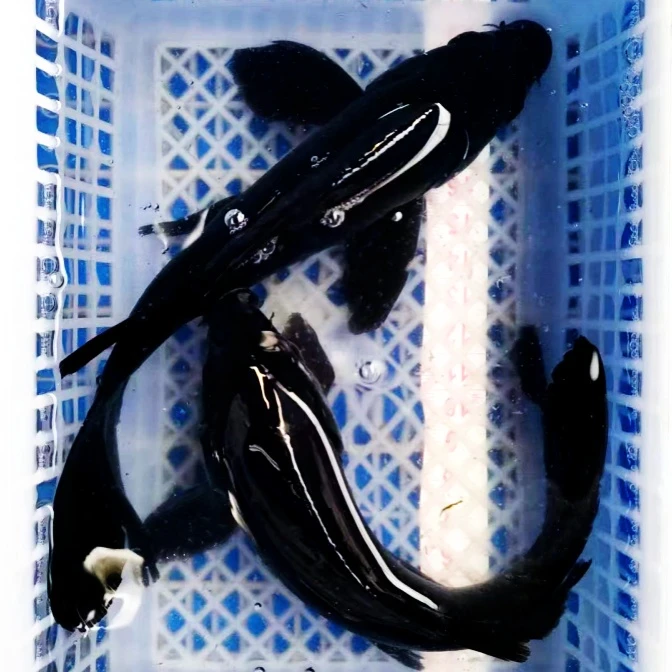 16号【精品大黑草金15-18公分】好养冷水鱼观赏鱼草金 包邮