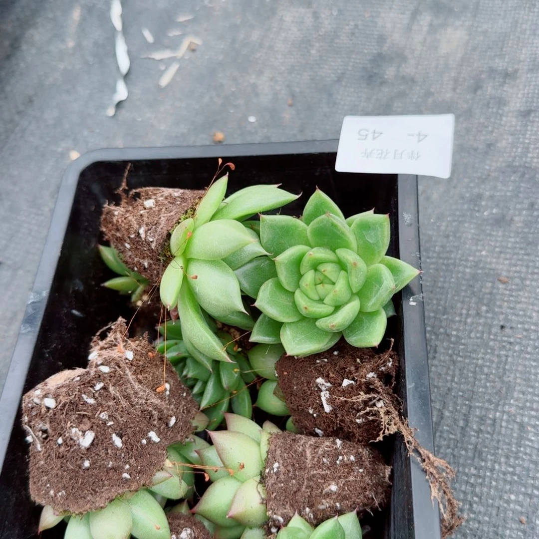 4-45东云杂交一颗量拍