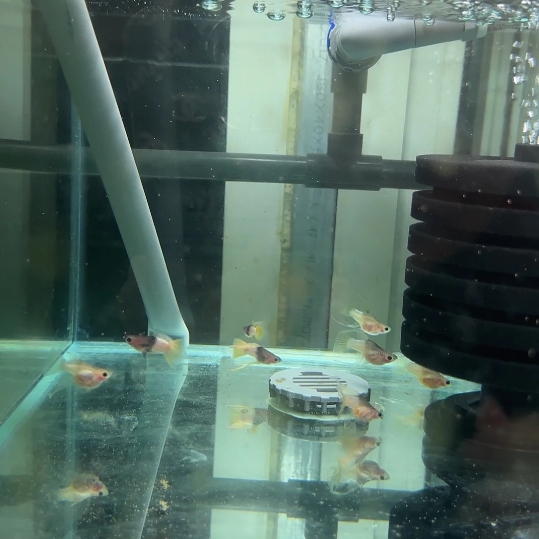 小***媒孔雀鱼福利清缸粉猫玻璃C10条随机