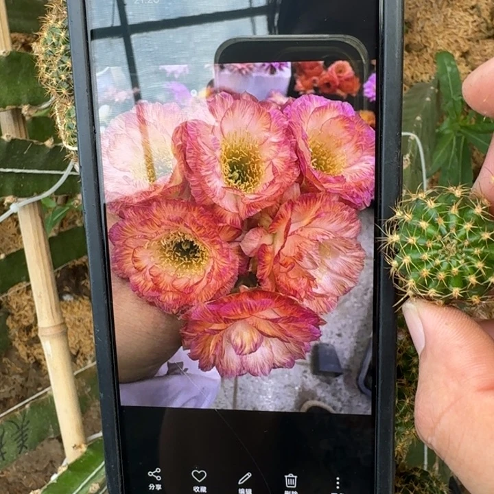 26丽花美花3歪3公分左右无根侧牙，20包邮