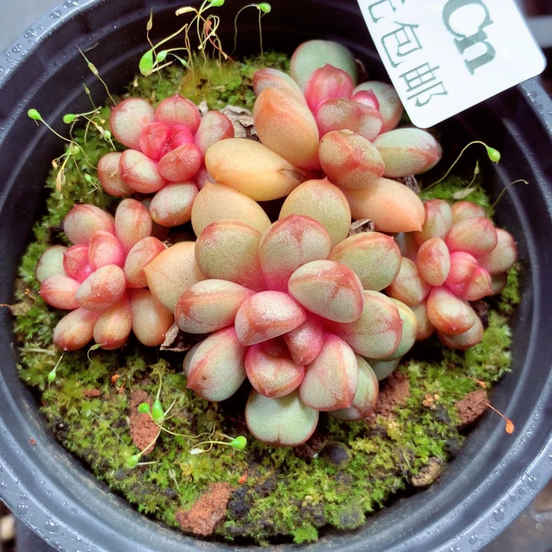 5厘米盆精控多肉267