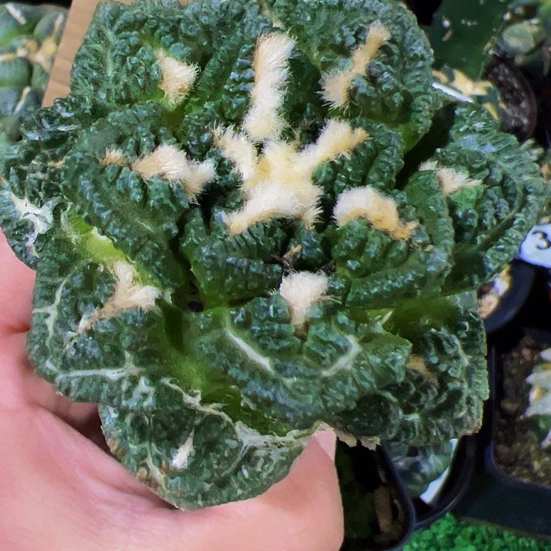 无花朵隔尤龟甲牡丹736