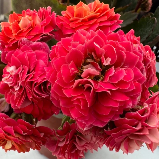 长寿花园～【锦鲤猫110盆】