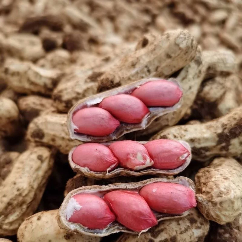 2025新鲜现挖带壳湿花生可水煮生吃农家自种花生红皮四粒红花生