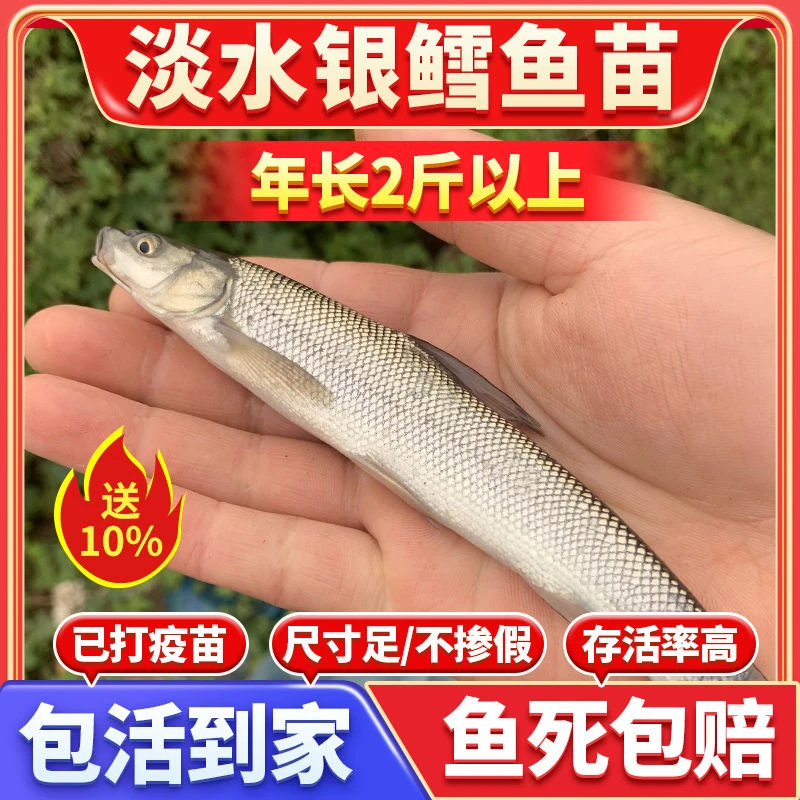 优质淡水银鳕鱼苗批发养殖食用银雪苗大头亮鲃大鳞鲃鱼苗包邮包活