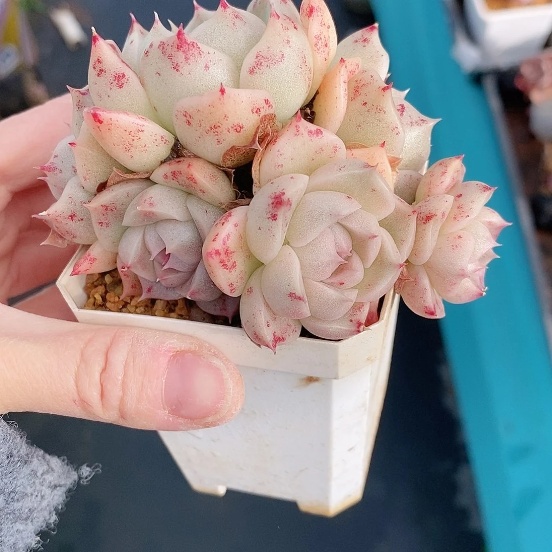 798多肉植物l老桩