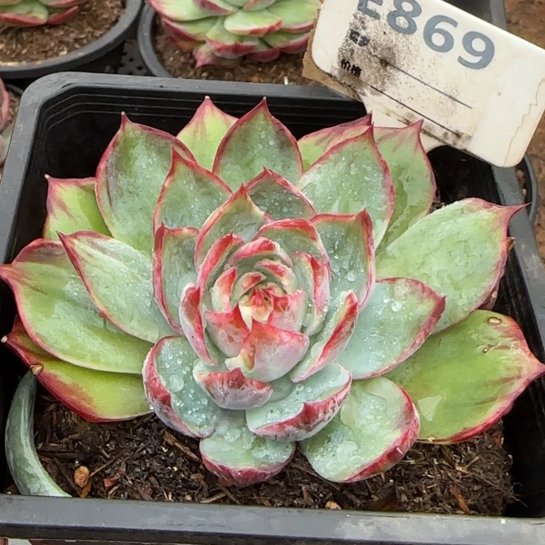 惊鸿一物一拍包装收缩花旱869