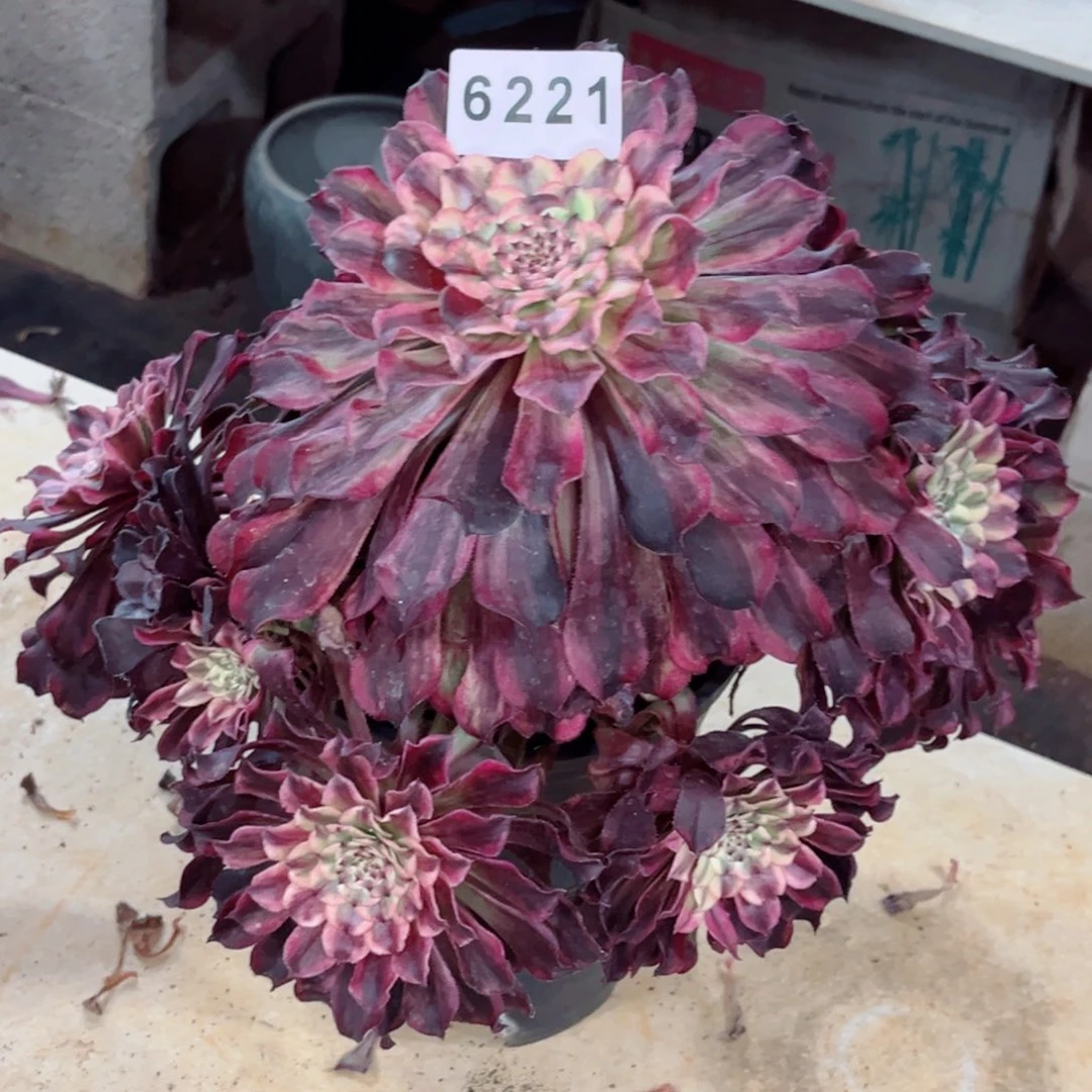 怠*紫浪多肉特价发货