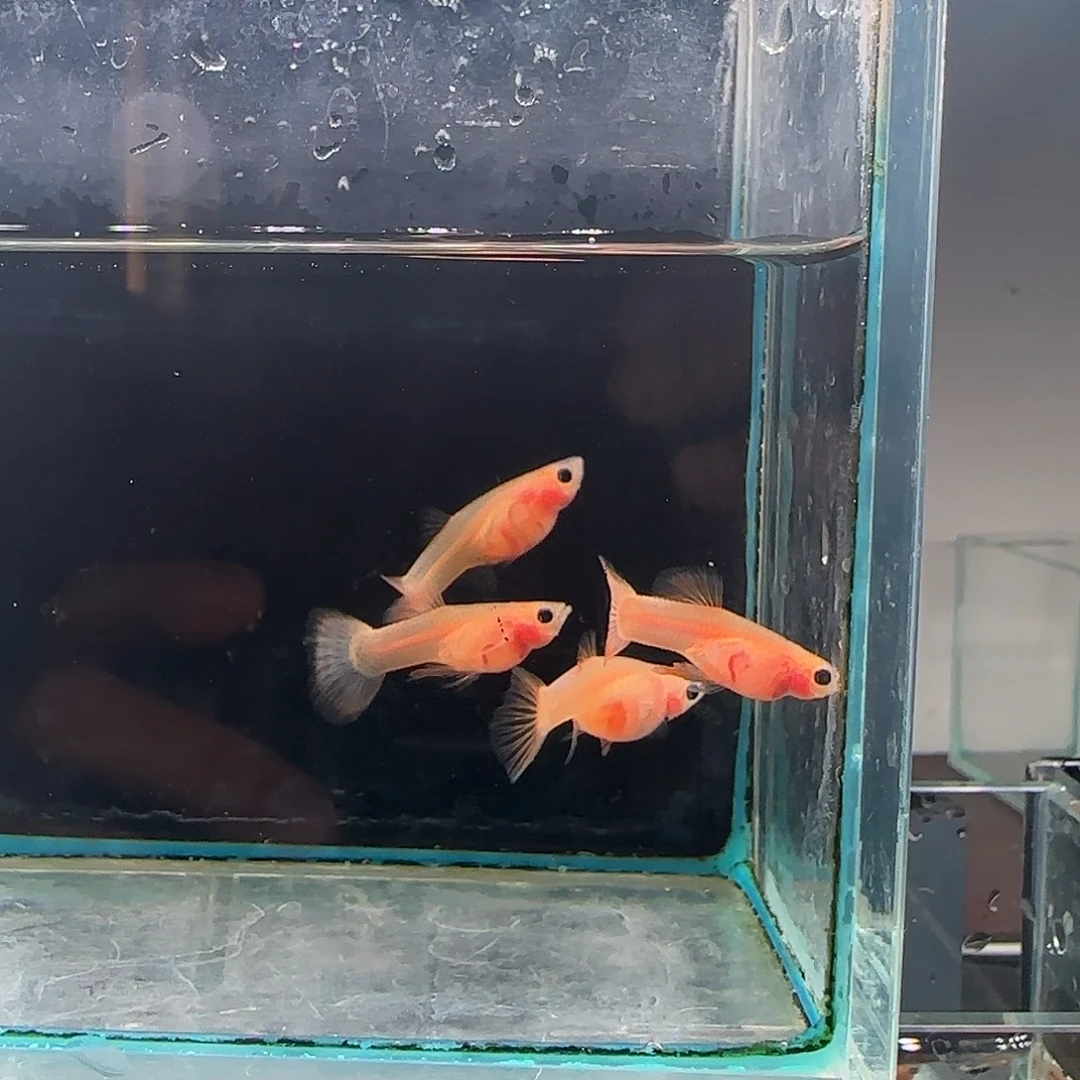 孔雀鱼7号幻彩2对