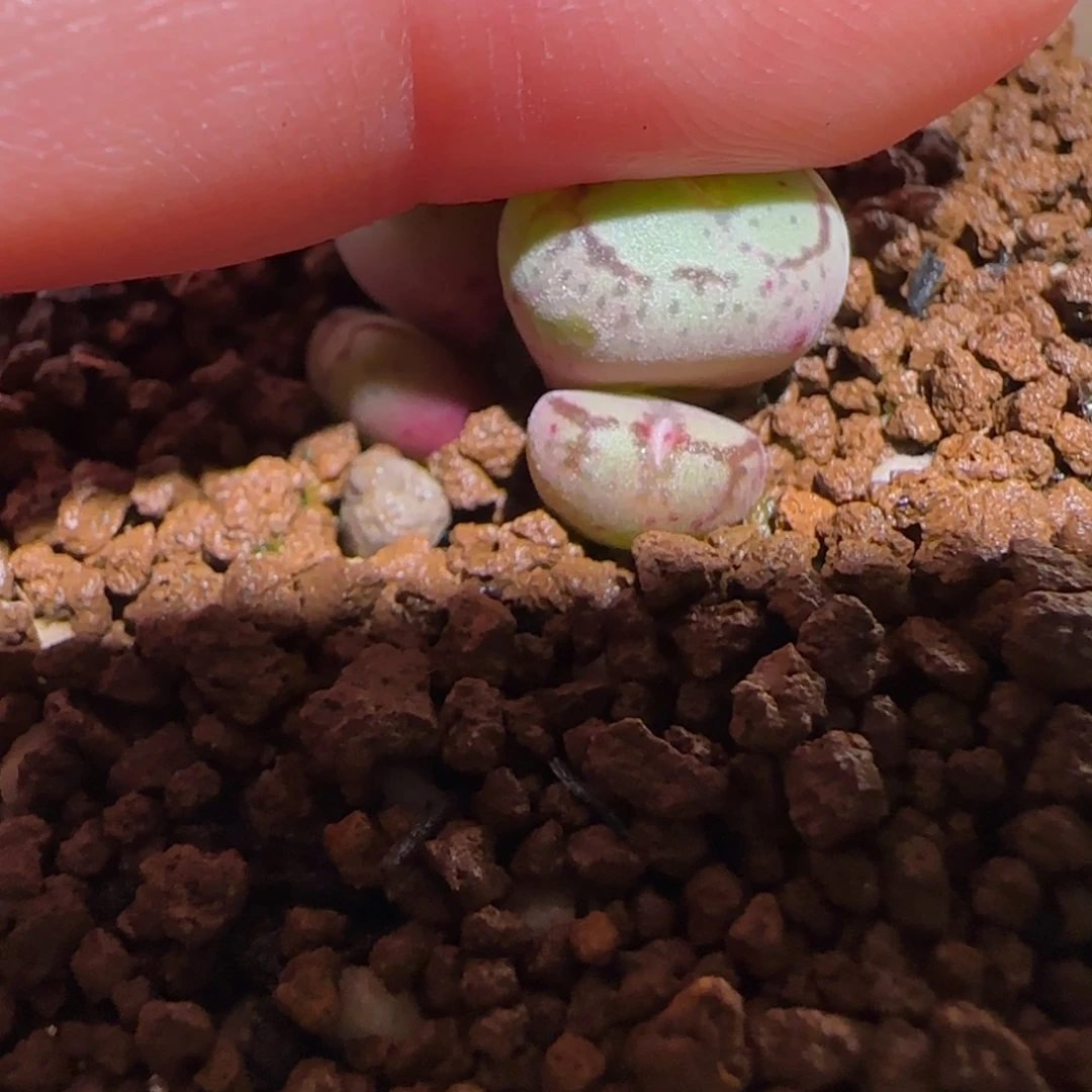 、****肉锥多肉植物组合-436