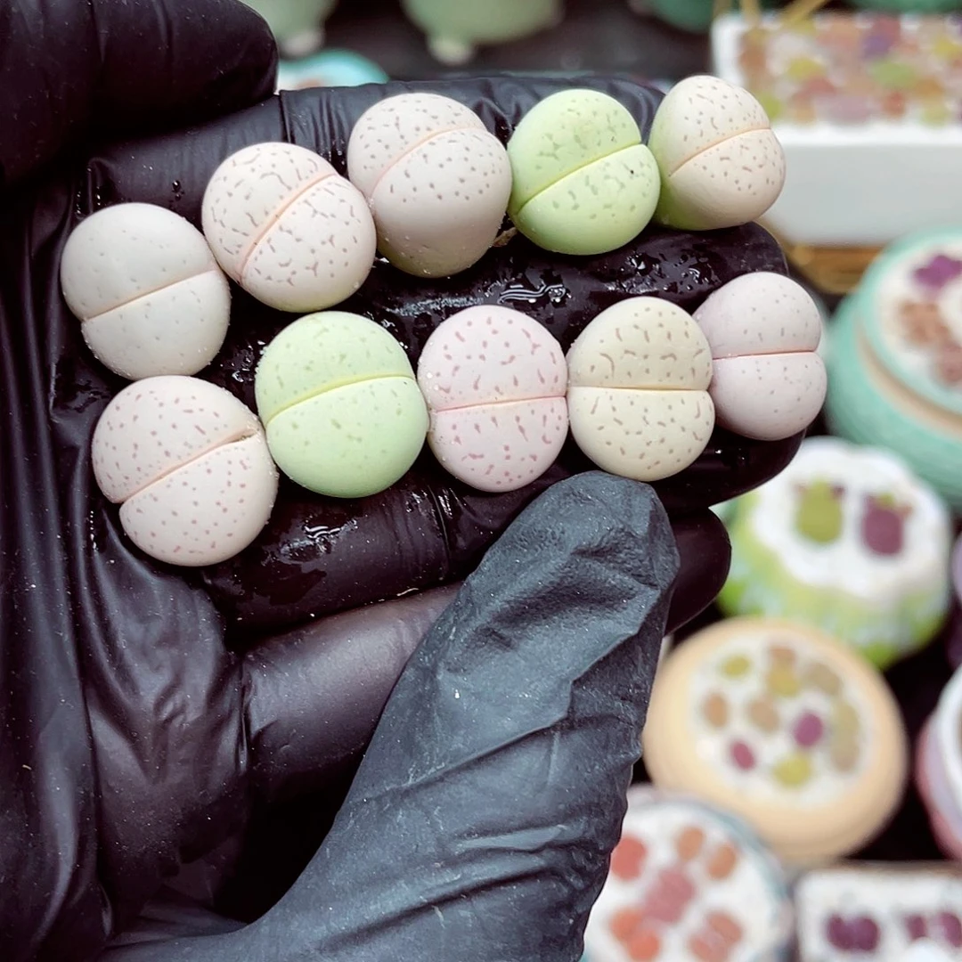 郎哥多肉18包邮0607-100