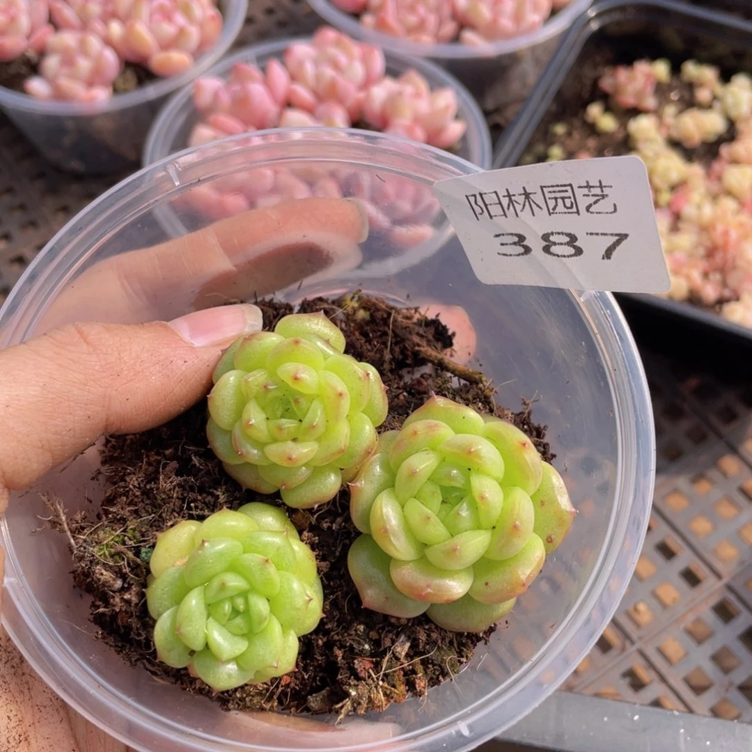 多肉植物多肉植物387