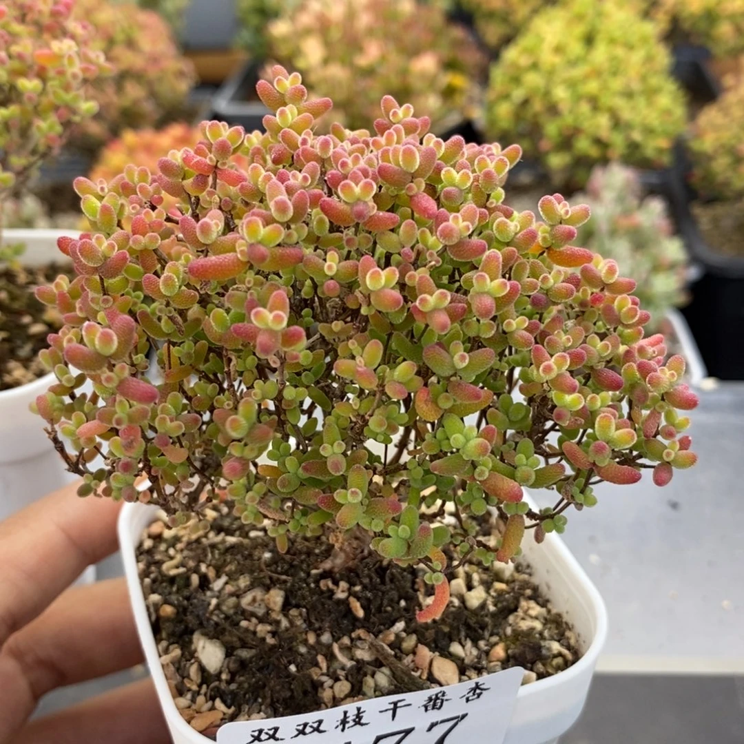 477蜜橘。