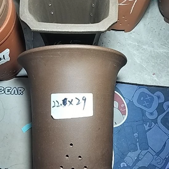 莲花金钟一个花盆