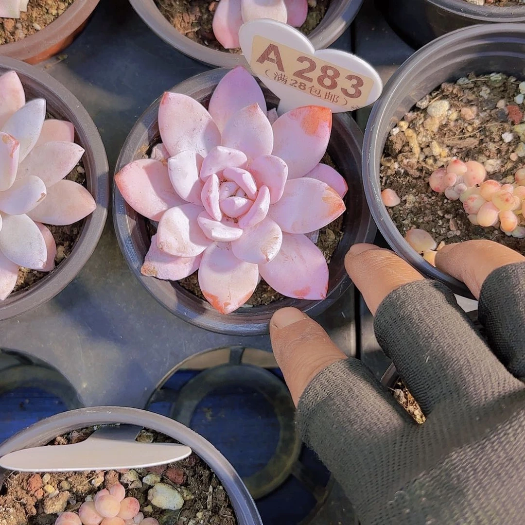 十*✨A283粉雪莲一物一拍