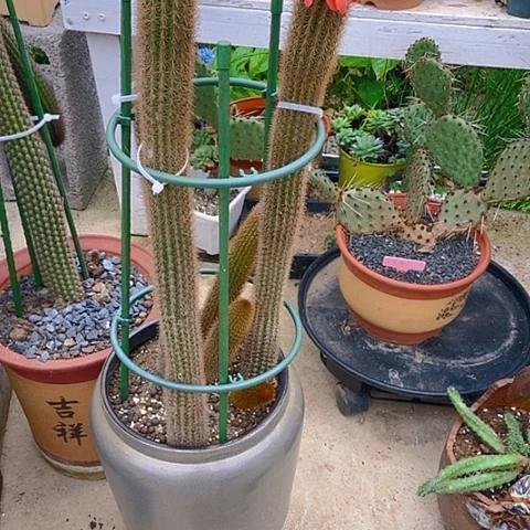 ****3仙人掌橙红金妞3棵有根