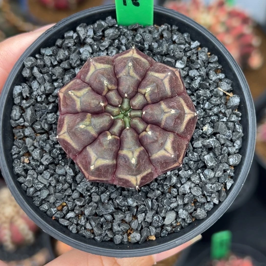 H18实生梦想，带盆土发货