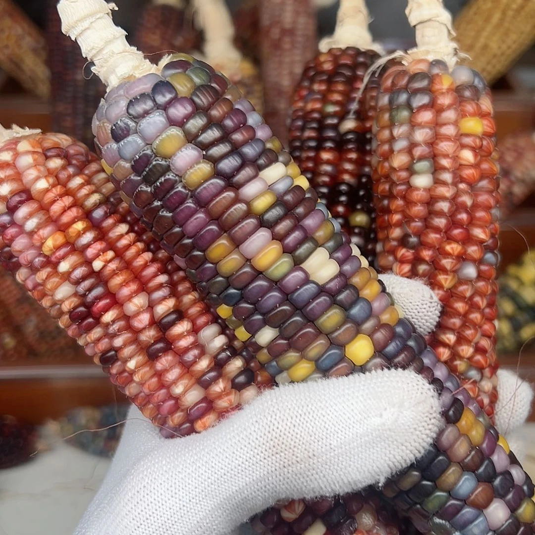 风*茄文玩玉米毛料精品