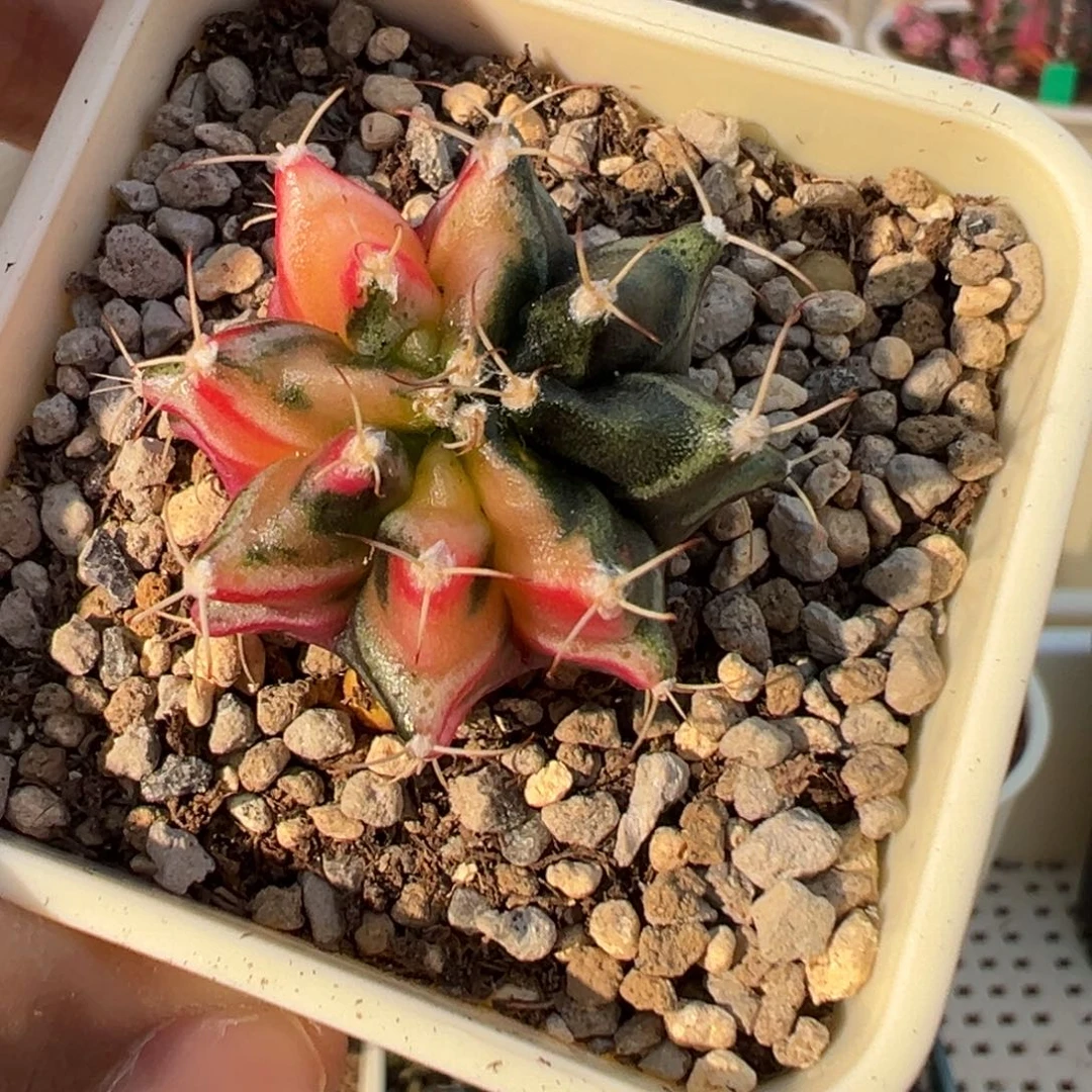 206 好看的米哈冲冲冲