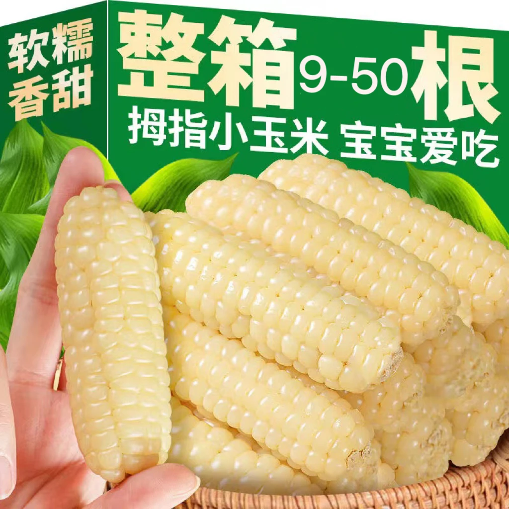 正宗云南版纳香糯香甜宝宝轻食真空傣家玉米甜糯玉米