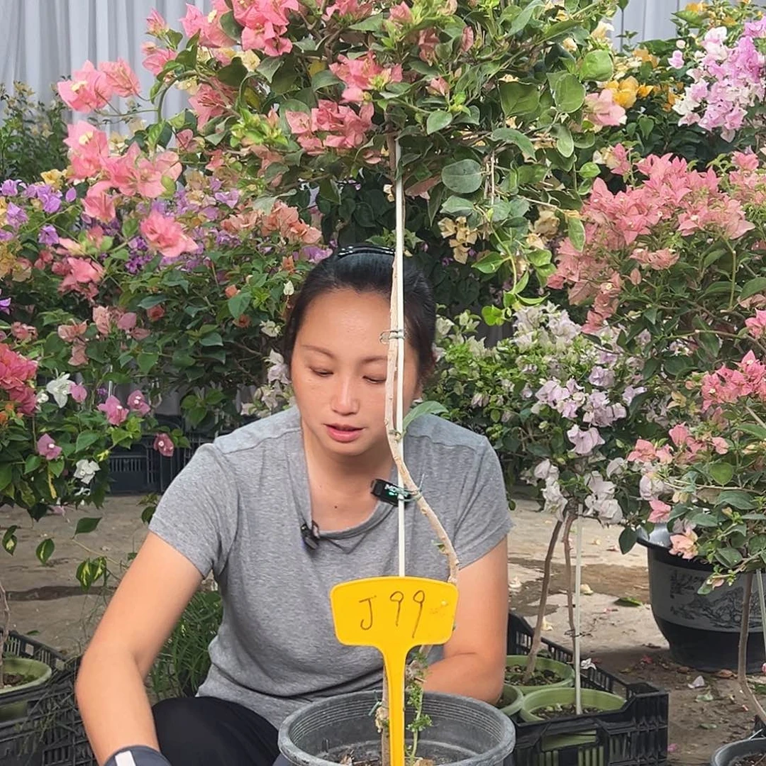 芳***馨大部分花苞少量开放J99米罗