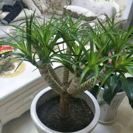 龙血树盆栽 室内客厅大型绿植 水培花卉龙铁树 庭院常绿盆景花卉