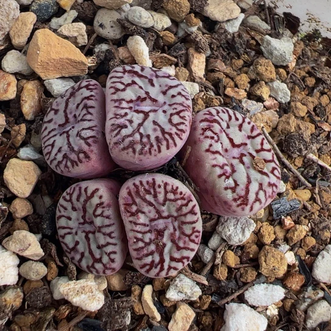 541多肉植物种类多样
