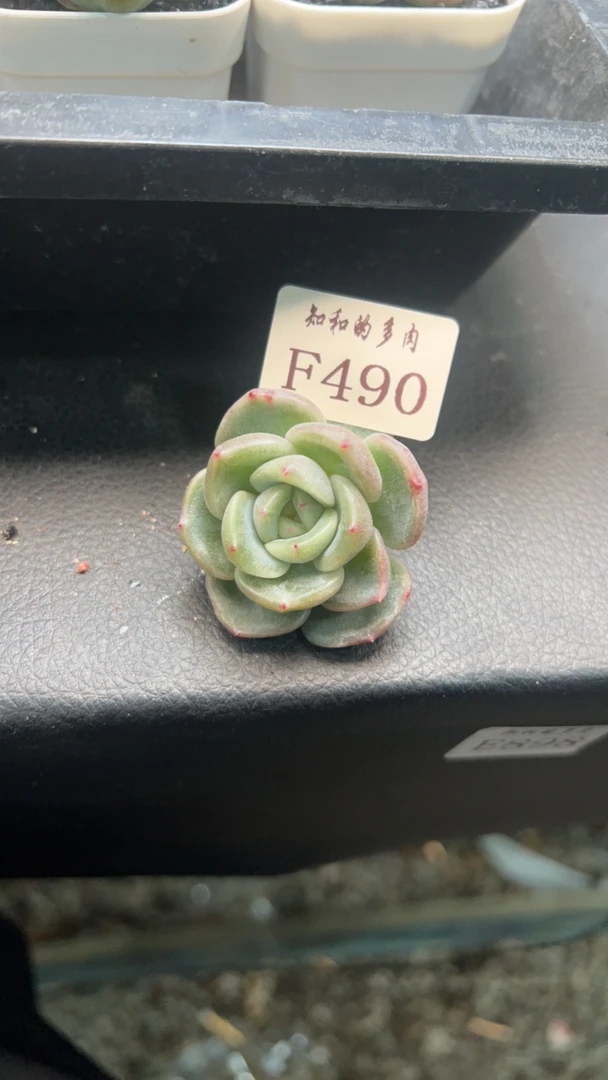 知和的多肉F490专拍链接