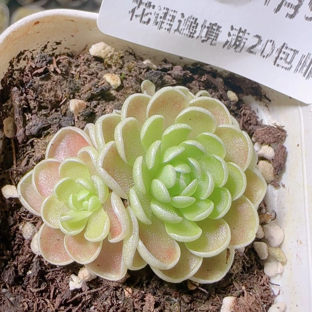 花语逸镜1109-379爱丽丝捕虫堇