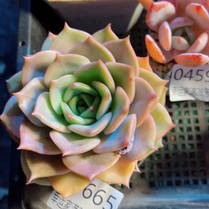 幸运的是我还没遇到