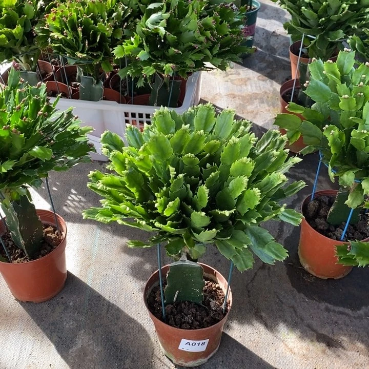 当前无花栽培后可以开花018嫁接不知名