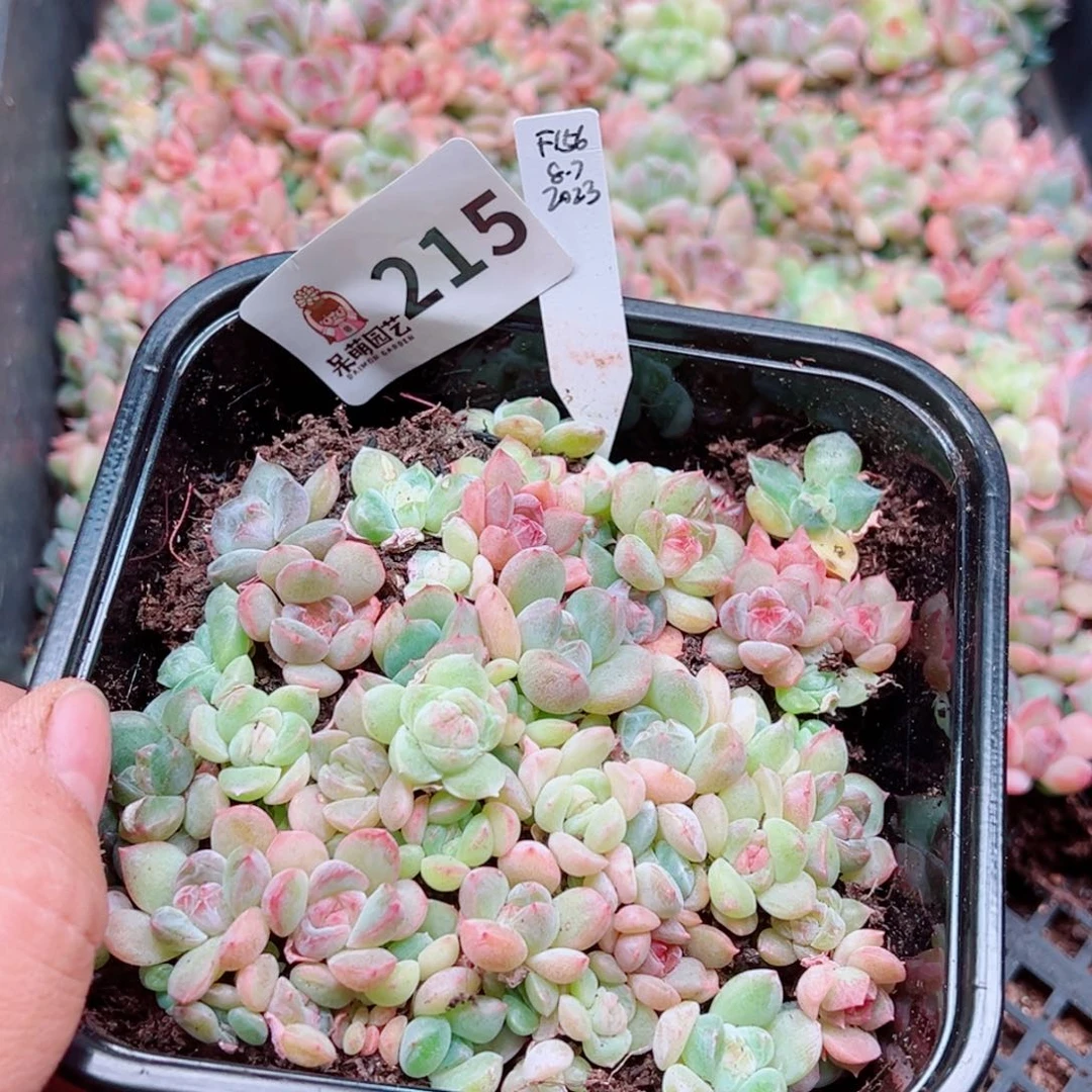 多肉植物多肉植物
