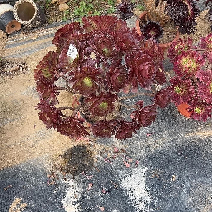 雨*2.18-24多肉法师大