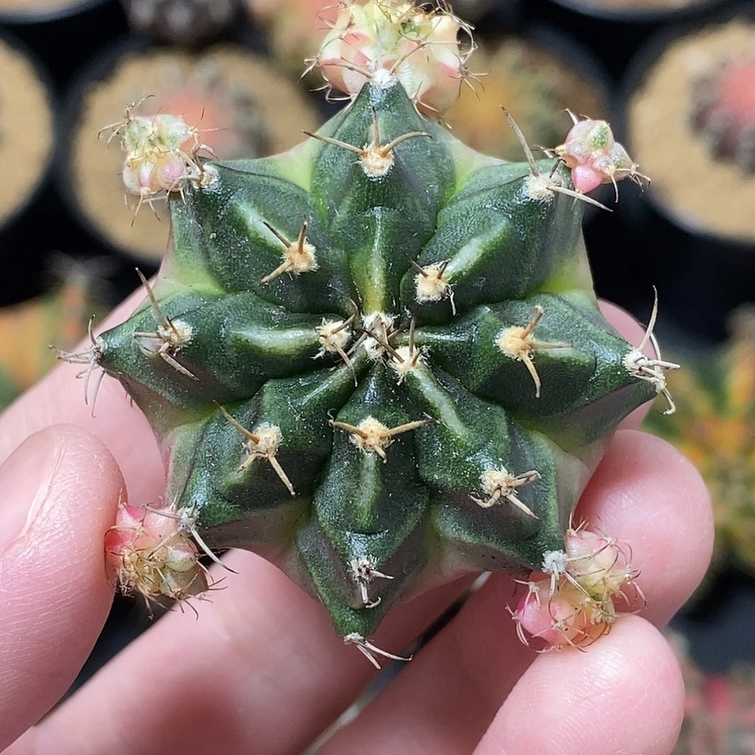 米哈仙人球泡泡糖侧芽007