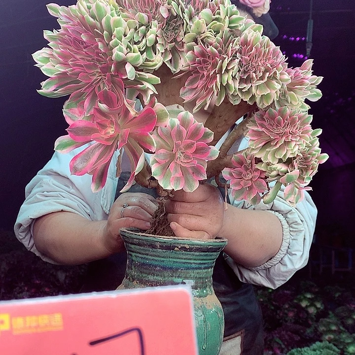 柒柒精品多肉脱土发货不包断侧枝247