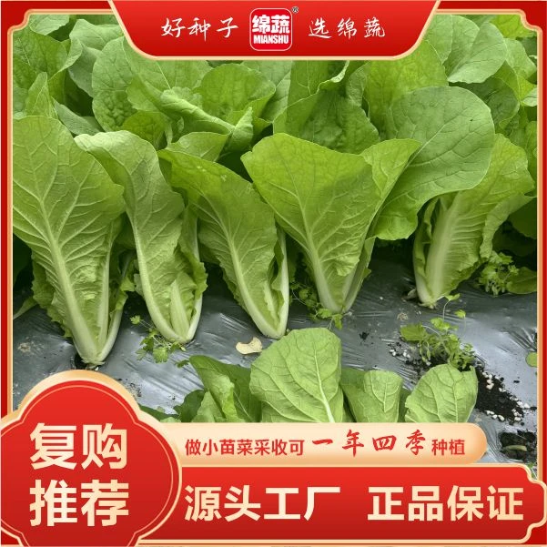 绵蔬【速生绿美】四季快菜小院阳台盆栽都可以种植简单蔬菜耐热