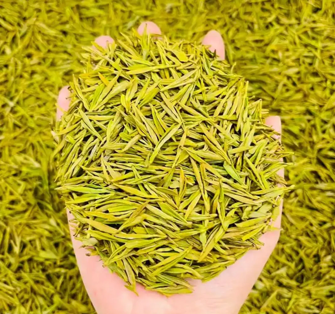 2025黄金芽新茶头采小芽浓香型耐泡绿茶花果香明前茶