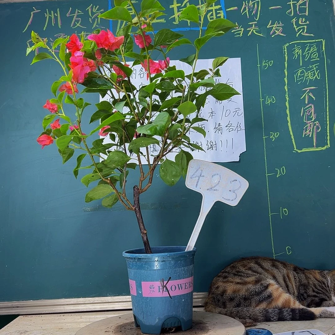 当前无花栽培后可以开花火焰423