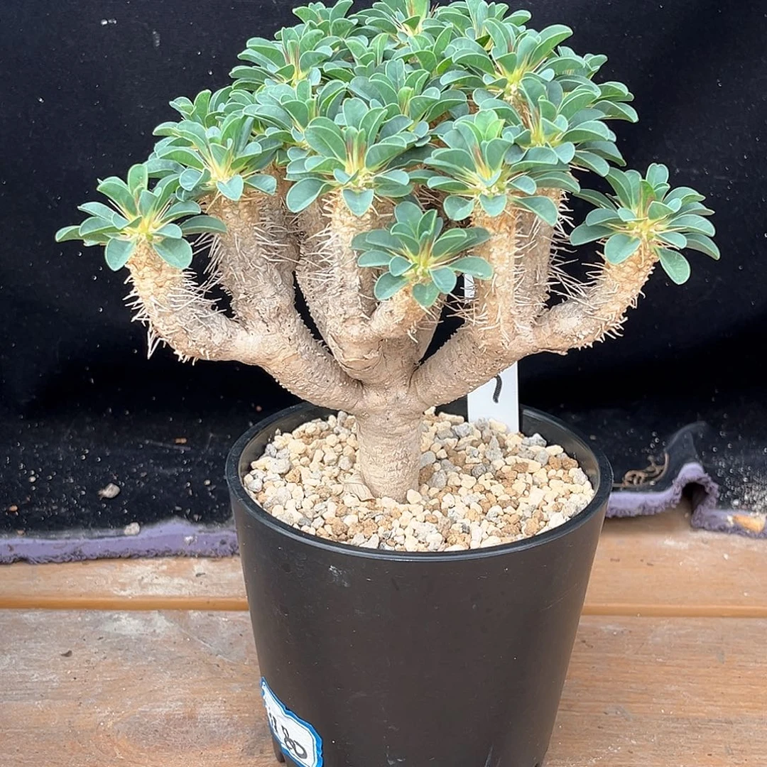 潮流植物产地鬼切阁，树型