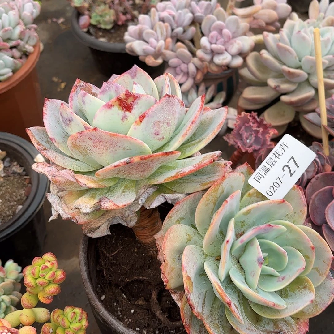 同温层多肉血凤27