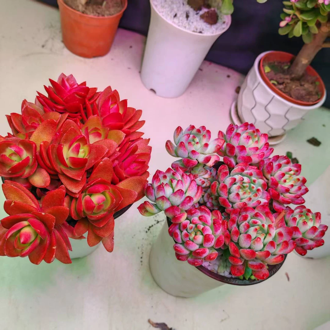 女神节福利火焰玫瑰+平安果多肉买一送一